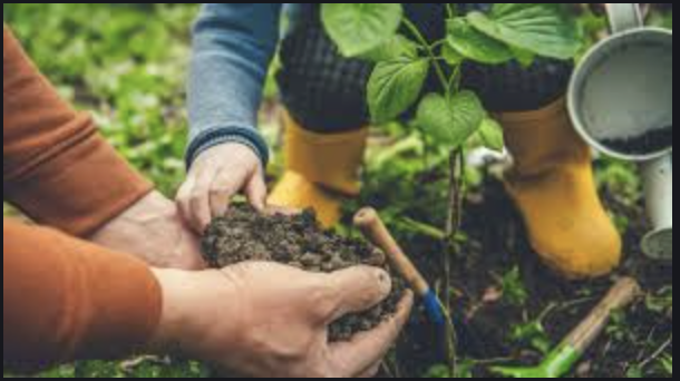 plantation de plantes dans un jardins
